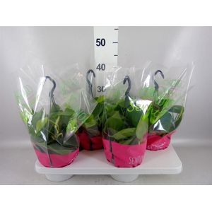 Philodendron scand.