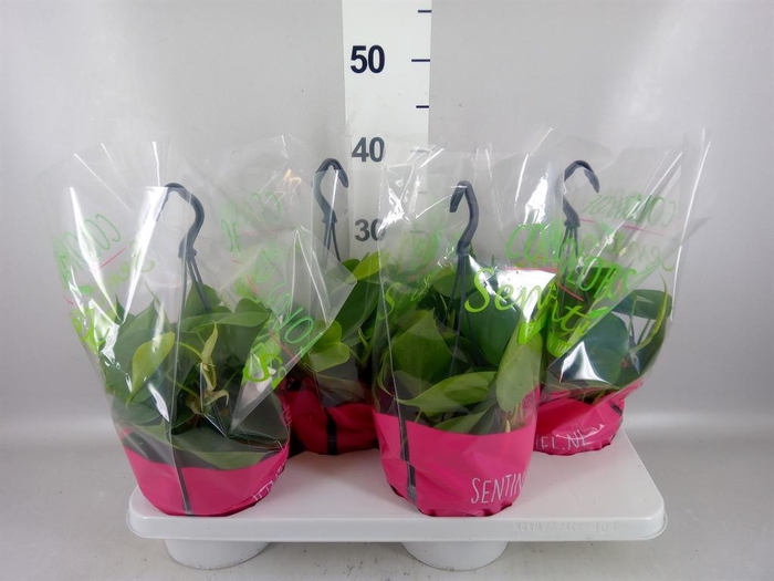 <h4>Philodendron scand.</h4>