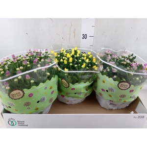 Chrysanthemum   ..mix 5