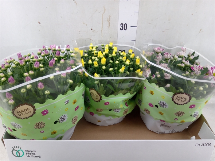 <h4>Chrysanthemum   ..mix 5</h4>