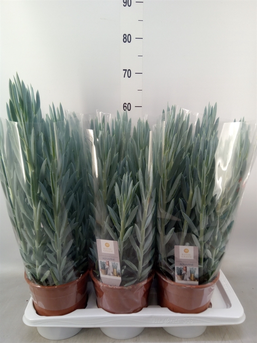 <h4>Curio ficoides 'Mount everest'</h4>