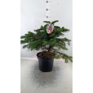 Abies nordman.