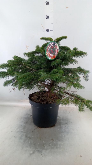 <h4>Abies nordman.</h4>
