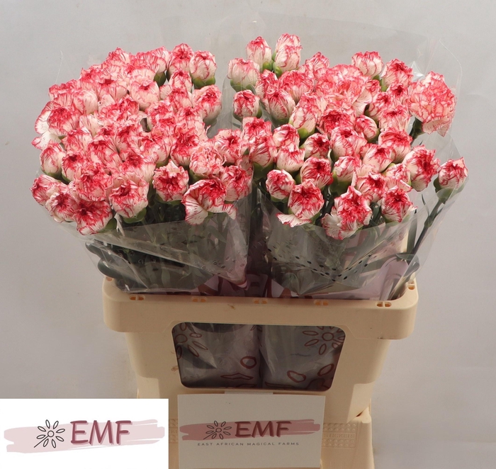 <h4>DI ST CORALIE</h4>