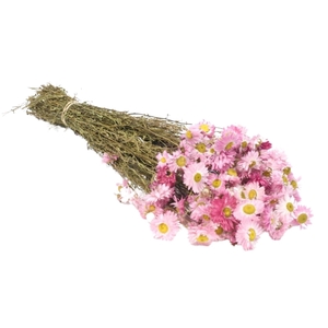 Droogbloemen - Acroclinium Pink