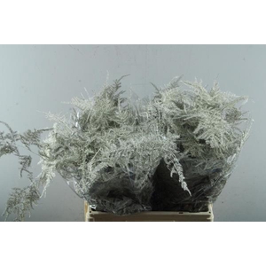 Asp Middel Getopt Platina*