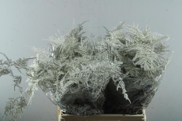 <h4>Asp Middel Getopt Platina*</h4>