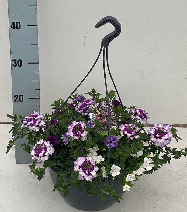 <h4>PERKPL GEM IN POT</h4>