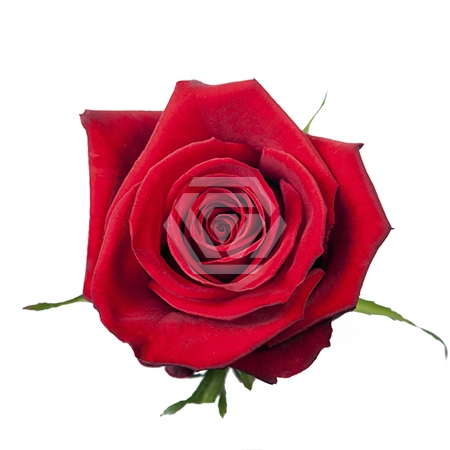 <h4>R GR FINALLY Tessa</h4>