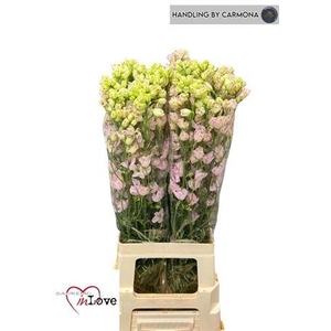 Delph En M Sugar Pink