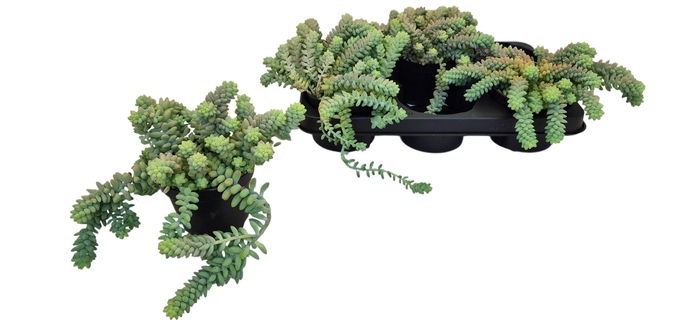 <h4>SEDUM BURRITO</h4>