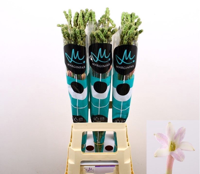 <h4>Polianthes tuberosa 'Elsa'</h4>