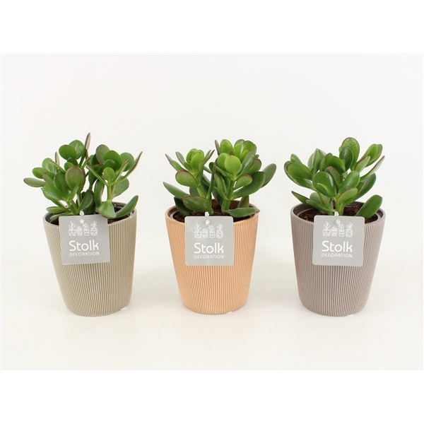 <h4>Crassula Ovata in Ruby Keramiek</h4>