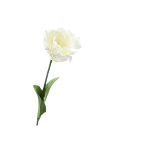 Tulipa Parrot White
