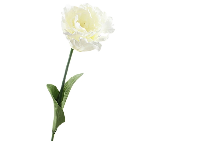 Tulipa Parrot White