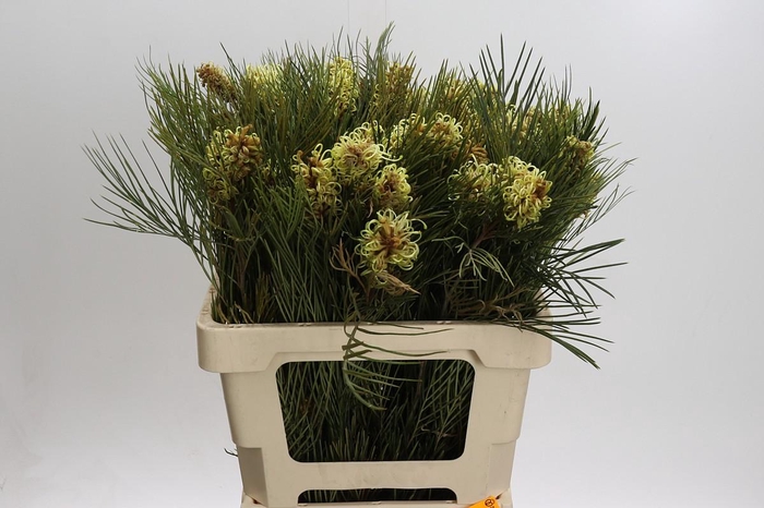 <h4>Grevillea Spiderman</h4>