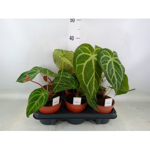 Anthurium   ...
