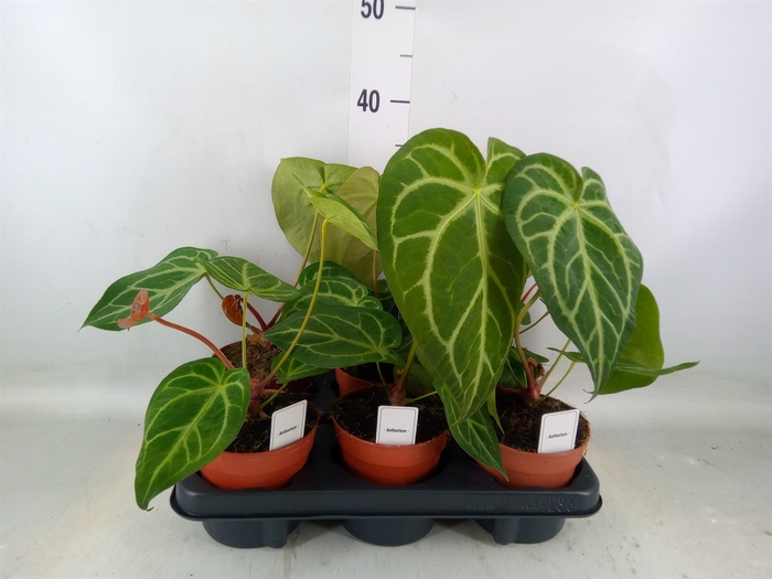 <h4>Anthurium   ...</h4>
