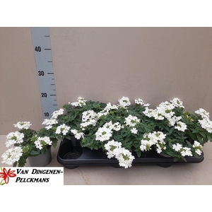 VERBE LASCAR WHITE