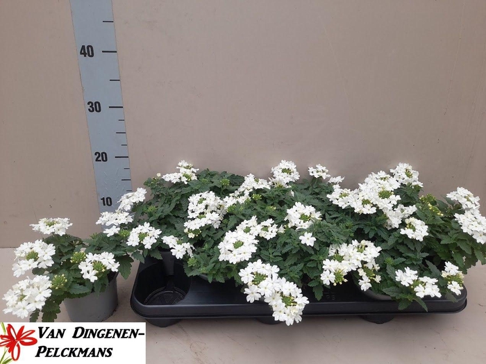 <h4>VERBE LASCAR WHITE</h4>