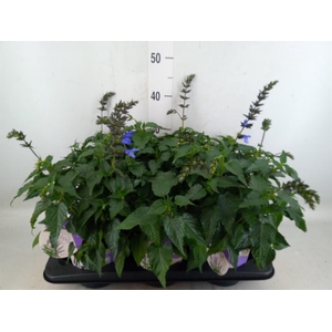Salvia  'Salgoon Lake Como'