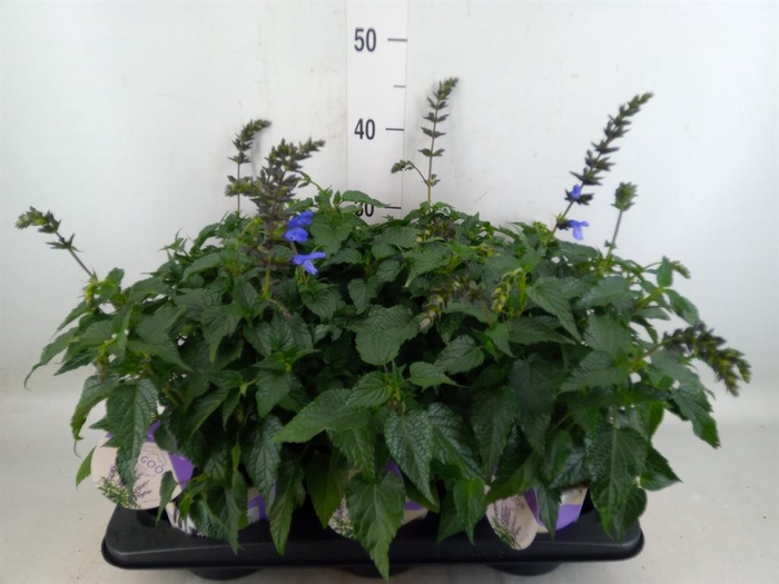 <h4>Salvia  'Salgoon Lake Como'</h4>