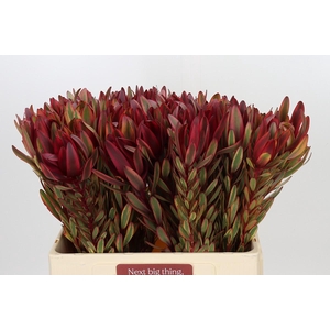 Leucadendron Jester