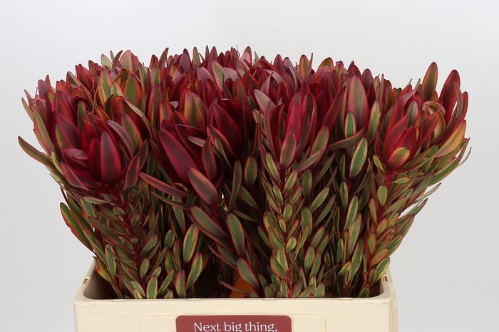 <h4>Leucadendron Jester</h4>