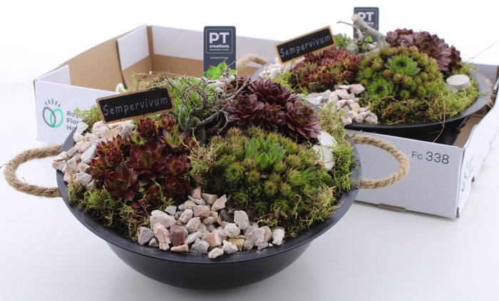 <h4>ARR SEMPERVIVUM</h4>