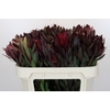 Leucadendron Saf Sunset Dark Red