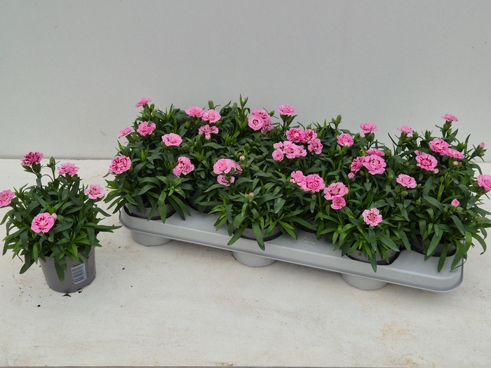 <h4>DIAN OSC PINK STAR</h4>