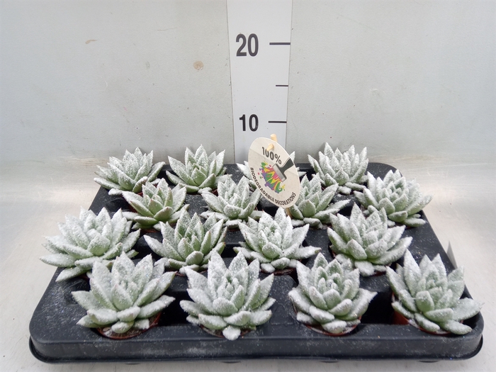 <h4>Echeveria  'Miranda'</h4>