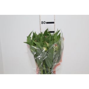 ALST. DUBAI 070 CM