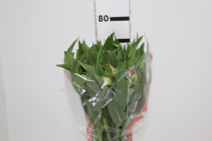 <h4>ALST. DUBAI 070 CM</h4>