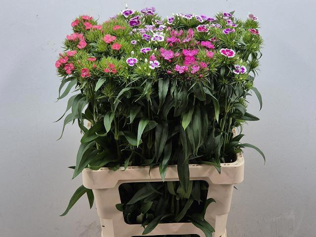 <h4>DI BARB GEM</h4>