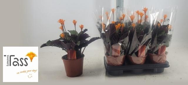 <h4>CALAT CROCATA</h4>