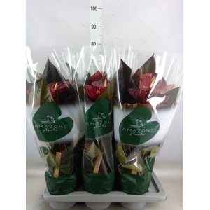 Anthurium andr. 'Delicata'