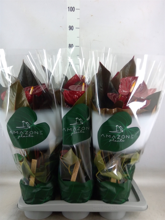 <h4>Anthurium andr. 'Delicata'</h4>
