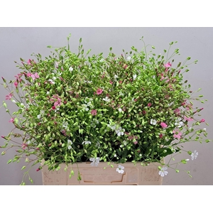 SAPONARIA BS OV ROZE