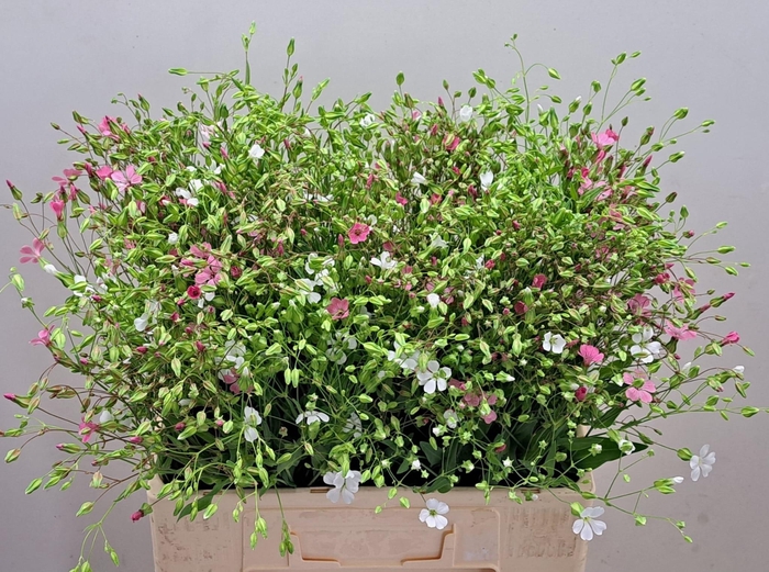 <h4>SAPONARIA BS OV ROZE</h4>