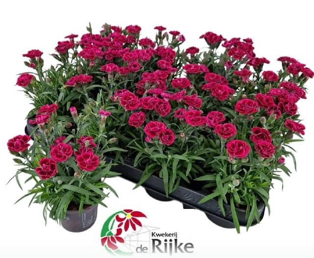 <h4>DIAN VIVA MAGENTA</h4>