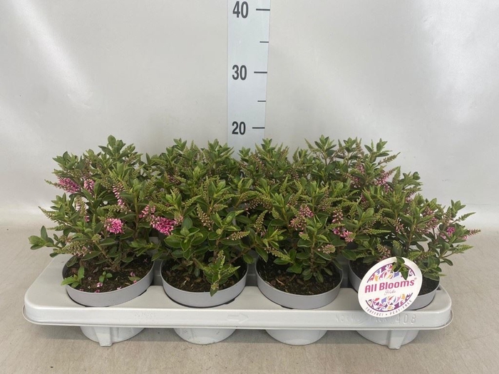<h4>Hebe  'All Blooms Aloha'</h4>