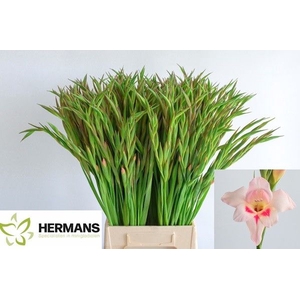 Glad Kl Elvira Hermans