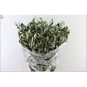 OLIVE 300GR