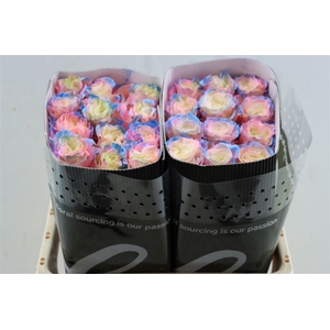 R Gr Tinted Sweet Aurora Boreal