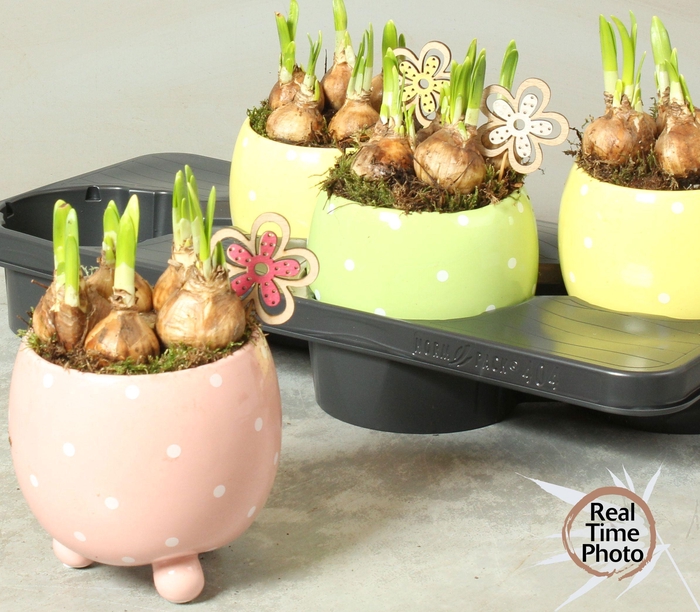 <h4>ARR NARCISSUS</h4>