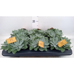 Senecio cephal. 'Mountain Fire'
