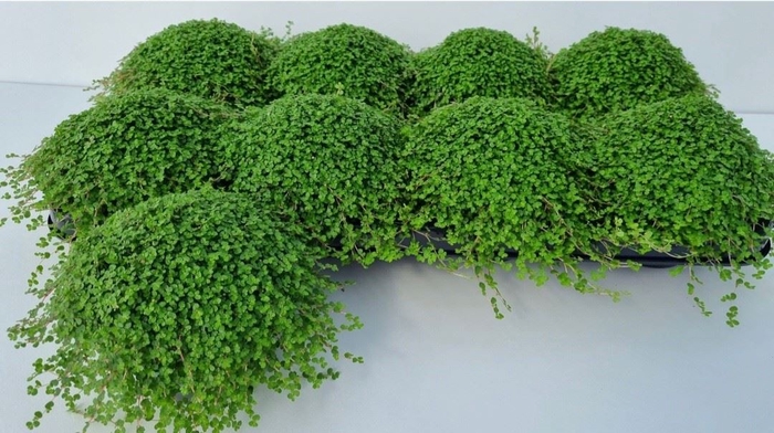 <h4>Soleirolia soleirolii   ...green</h4>