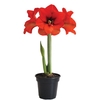 AMARYLLIS P14 VERMELHO