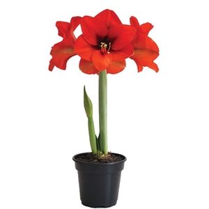 AMARYLLIS P14 VERMELHO
